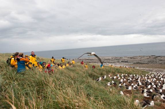 Os passageiros do Sea Spirit observam a maior colonia mundial de albatrz-de-sobrancelha, em Steeple Jason, no noroeste das Ilhas Malvinas (foto de Vladimir Seliverstov)